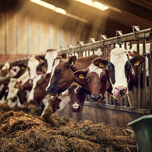 Agriculture UK picture - Cows in a barn