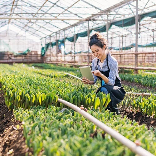 Girl taking care of vegetable crop in a greenhouse