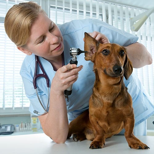 Vet image with a dog - healthcare